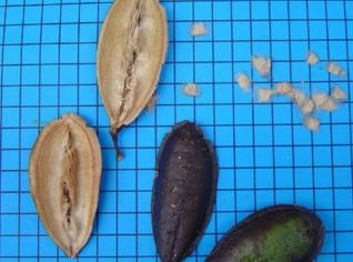 Caroba (Jacaranda macrantha) - Beleza Natural