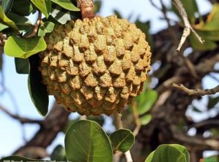 Marolo (Annona coriacea) Fruto Adocicado e Aromático