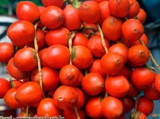 Pupunha (Bactris gasipaes) - Unidade