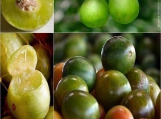 Umbu (Spondias tuberosa) - Frutos Deliciosos e Tradicionais