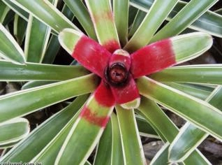 BROMÉLIA Neoregelia Sheba: Exótica e Vibrante