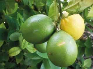 Limão Galego (Citrus Limon) - Unidade