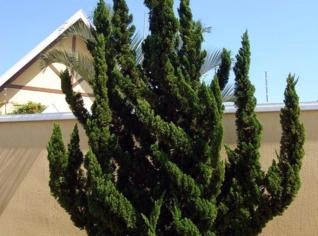 Kaizuka (Junipero chinensis) - Planta Decorativa Única