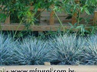 Grama Azul Festuca Glauca - Elegância e Cor