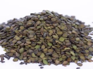 MARICÁ (Mimosa bimucronata) - Arbusto Brasileiro