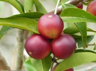 Camu Camu (Myrciaria dubia) - Fruto Amazônico Natural