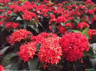 Ixória Midi (Ixora coccinea) - Arbusto Colorido