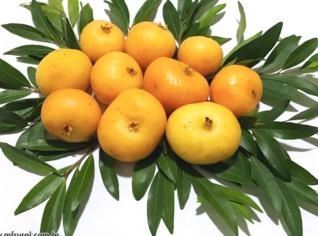 Uvaia (Eugenia pyriformis) - Fruta típica brasileira