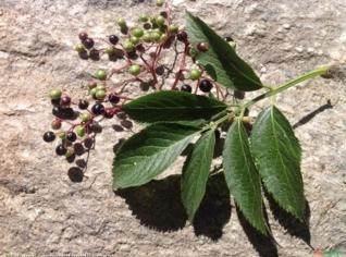 Sabugueiro (Sambucus nigra) - Arbusto Nativo