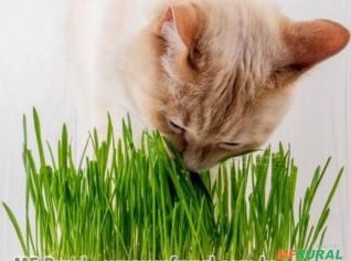 Grama Felix - Erva para Gato Saudável e Natural