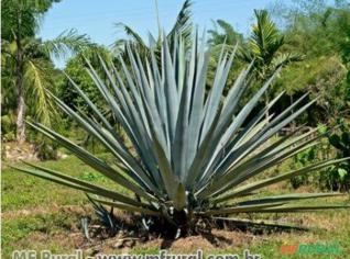 Agave Azul (Agave tequilana) - Planta Suculenta e Rústica