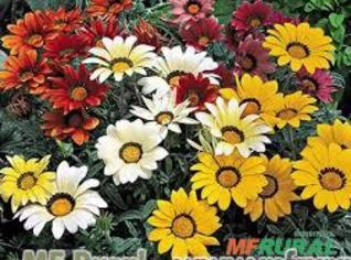 Gazania (Gazania rigens) - Planta Ideal para Jardins