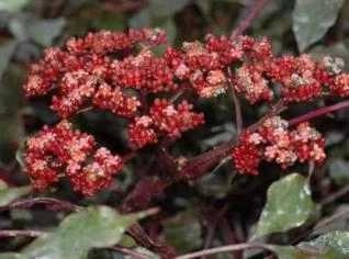 Léia Vermelha (Leea rubra) - Arbusto Ornamental