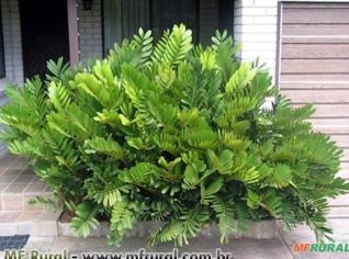 ZAMIA Furfuracea - Planta para Áreas Sombreadas