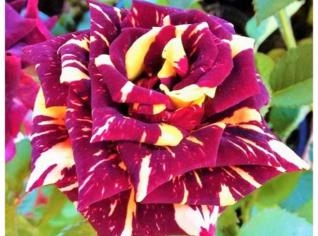 Rosa Abracadabra - Flor Ornamental com Perfume Doce