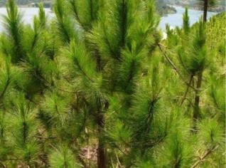 PINUS (Pinus spp.) - Árvore Decorativa e Comercial
