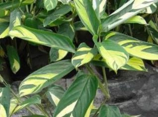 Maranta Brasil - Planta com Estampas Únicas
