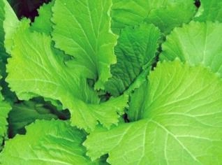 Mostarda Lisa Orgânica - Sabor Autêntico e Natural