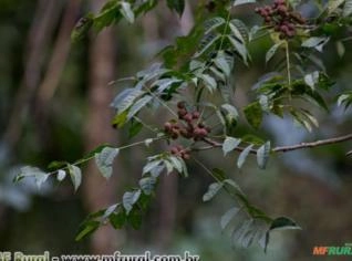 Catiguá (Trichila hirta) - Planta Semidecídua
