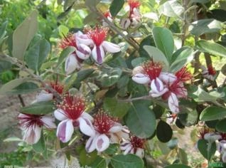 Feijoa (Acca selowiana) - Fruta Exótica e Aromática