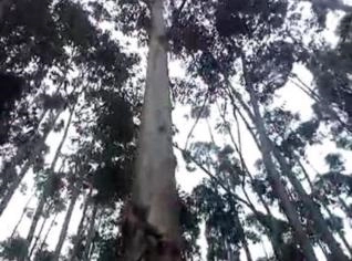 Floresta de Eucalipto Grandis - 6 Alqueires, 10 anos