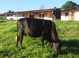 Fazenda de Pecuária em Itajuípe - BA