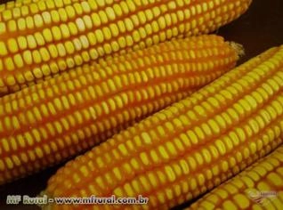 Semente de Milho Safra e Safrinha AL Bandeirante