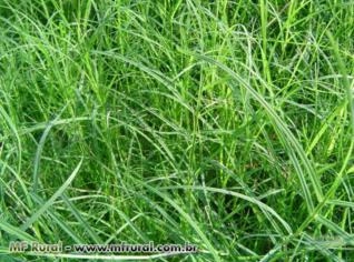 Sementes Capim Vaquero 5kg - Original e Importado