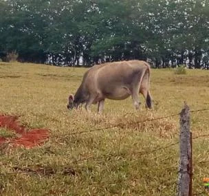 Depoimento de anúncio vendido