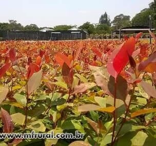 Depoimento de anúncio vendido