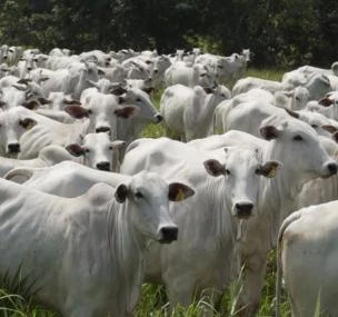 Depoimento de anúncio vendido