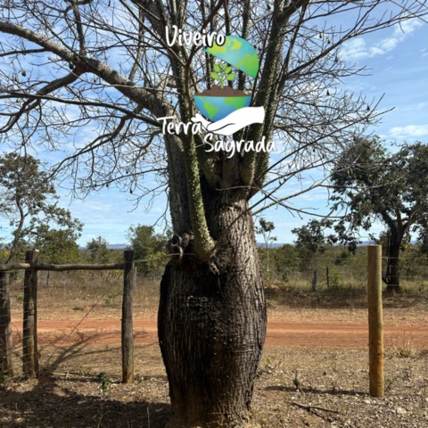 Árovre Baobá