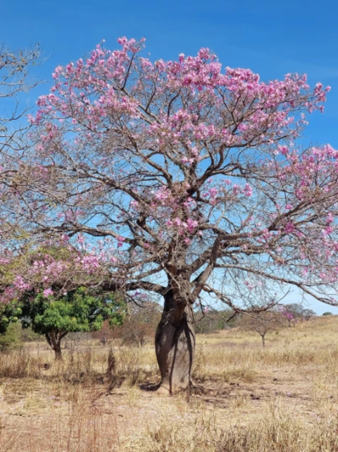 Árovre Baobá