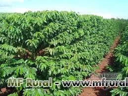 Vendo sítios para plantio e pecuária e lavoura de café na região de Garça,Vera Cruz,Marília,Bauru/SP