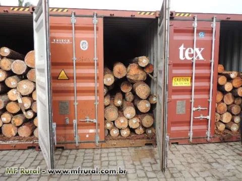 Madeiras para Exportação: Pinus, Eucalipto, Cavaco, Serrada, e Outras