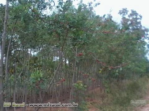 Mudas de árvores nativas para reflorestamento