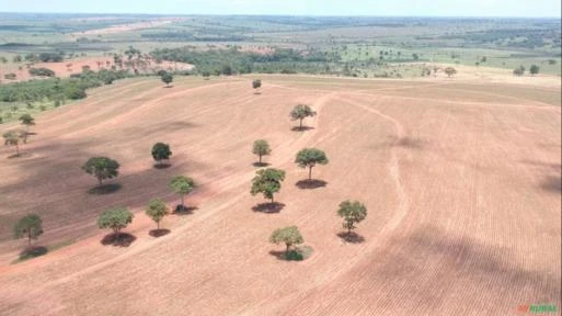 Fazenda de 256 Alqueires com 175 de cana Região de Santo Antônio do Aracanguá SP