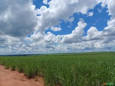 Fazenda 420 alqueires, 86 % de cana plantada Cana Região de Mirandópolis SP