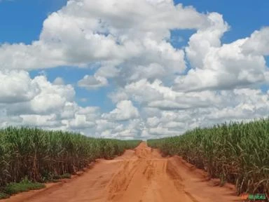 Fazenda 420 alqueires, 86 % de cana plantada Cana Região de Mirandópolis SP
