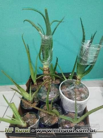 Muda de Babosa Aloe Vera com 50 cm no vaso - Viveiro Cultura