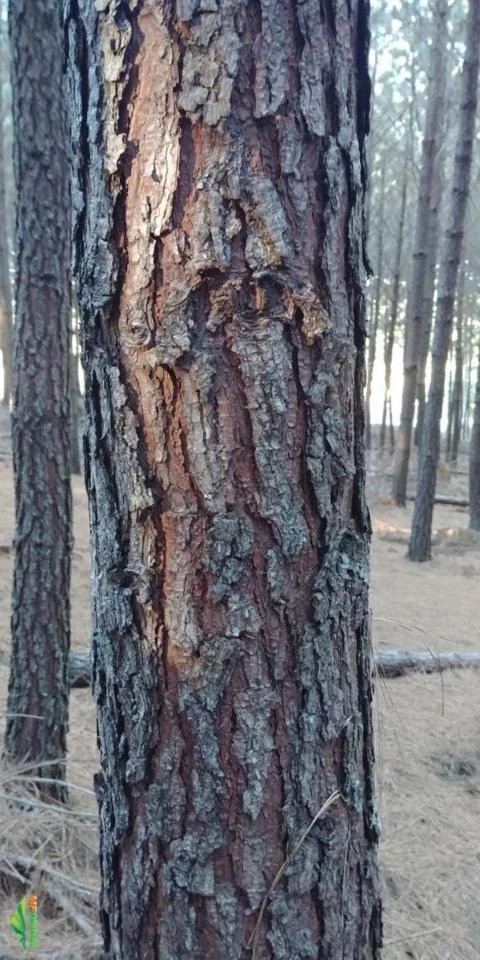 Vendo Pinus Taeda - 12 anos