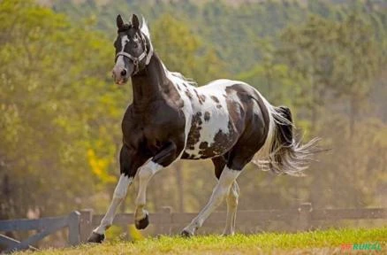 Potra Paint Horse  " EXCELENTE MORFOLOGIA "