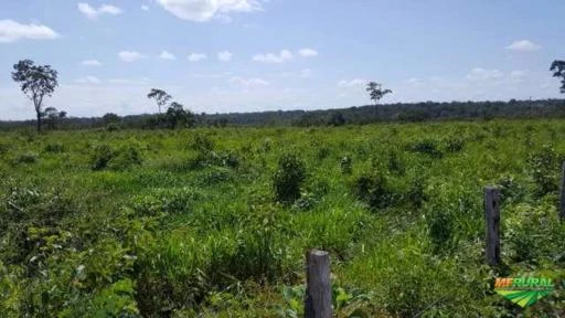 Vende-se fazenda com 520 hectares a 42 km de Boa Vista, sendo 40.5km de asfalto