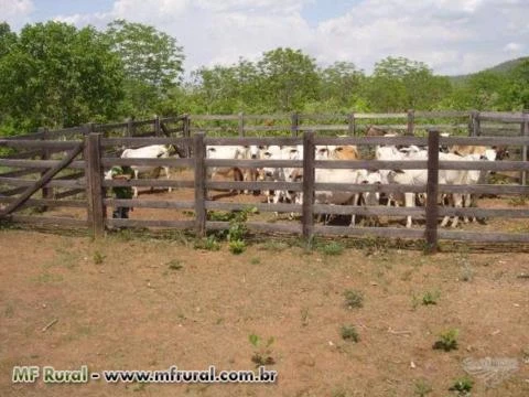 Fazenda para pecuária a 10 mil reais o alqueire