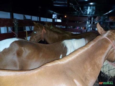 Fretes Solidário, Compartilhado Para Cavalos em São Paulo SP à 630560