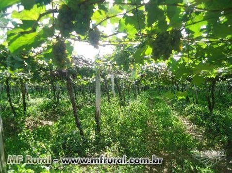 Área Rural ideal Para Fruticultura