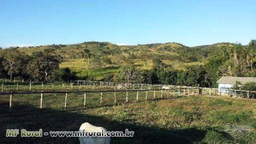 Fazenda 31 Alqueires a 25 KM de Aragoiânia e 50 KM de Goiânia