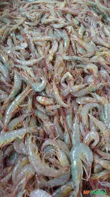 Peixes, Camarão e Frutos do mar no atacado