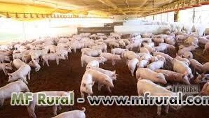 Fazendas para lavoura ou gado