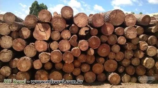 Toras de pinus para exportação